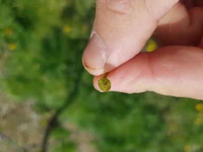 Šteta od mraza u Srpskoj