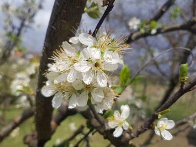 Šteta od mraza u Srpskoj