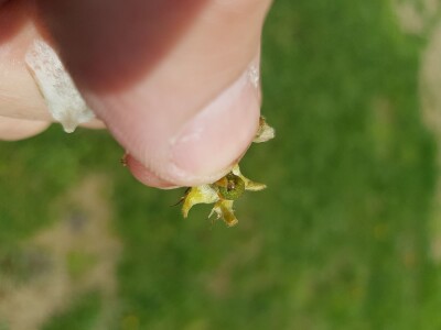 Šteta od mraza u Srpskoj