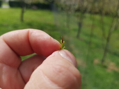 Šteta od mraza u Srpskoj