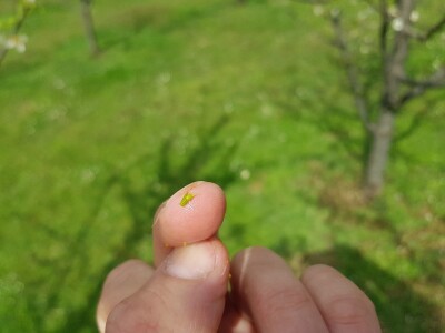 Šteta od mraza u Srpskoj