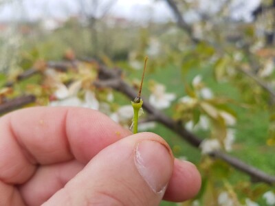 Šteta od mraza u Srpskoj