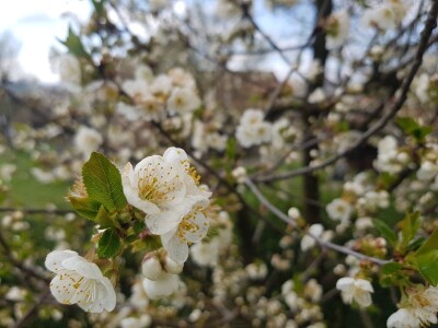 Šteta od mraza u Srpskoj