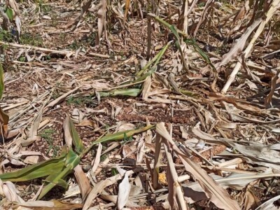 Šteta u kukuruzištu Joška Mandušića iz Katuna