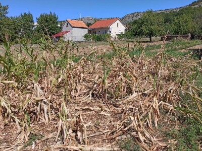 Šteta u kukuruzištu Joška Mandušića iz Katuna