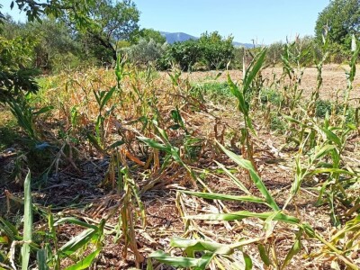 Šteta u kukuruzištu Joška Mandušića iz Katuna