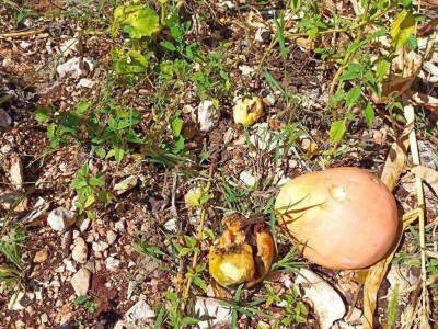 Šteta u kukuruzištu Joška Mandušića iz Katuna