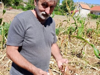 Šteta u kukuruzištu Joška Mandušića iz Katuna