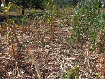 Šteta u kukuruzištu Joška Mandušića iz Katuna