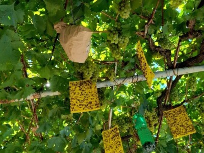 Šteta u kukuruzištu Joška Mandušića iz Katuna