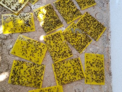 Šteta u kukuruzištu Joška Mandušića iz Katuna