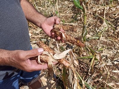 Šteta u kukuruzištu Joška Mandušića iz Katuna