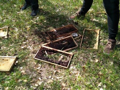 Šteta u pčelinjaku Jakova Čaglja