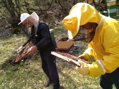 Šteta u pčelinjaku Jakova Čaglja
