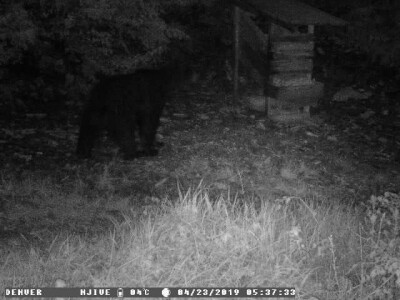 Šteta u pčelinjaku Jakova Čaglja