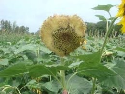 Štete na kukruzu i suncokretu Štete na kukruzu i suncokretu