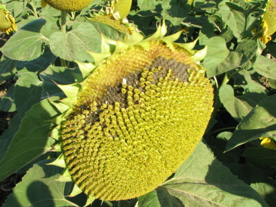 Štete na kukruzu i suncokretu Štete na kukruzu i suncokretu