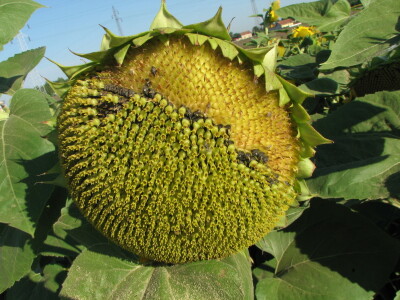 Štete na kukruzu i suncokretu Štete na kukruzu i suncokretu