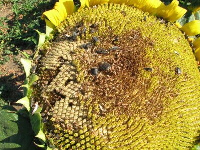 Štete na kukruzu i suncokretu Štete na kukruzu i suncokretu