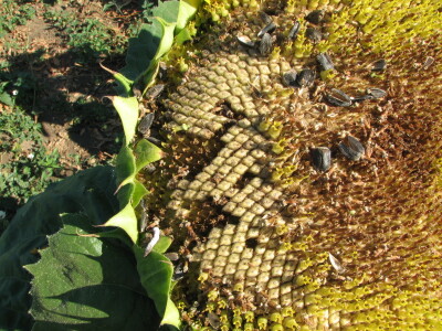 Štete na kukruzu i suncokretu Štete na kukruzu i suncokretu