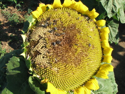 Štete na kukruzu i suncokretu Štete na kukruzu i suncokretu