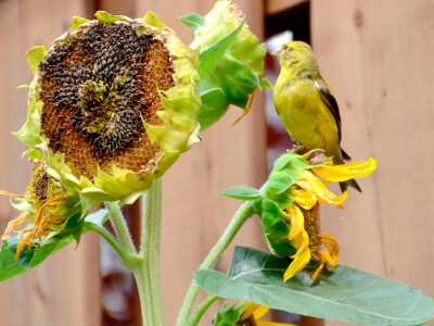 Štete na kukruzu i suncokretu Štete na kukruzu i suncokretu