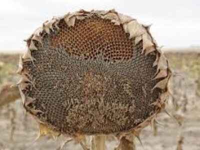 Štete na kukruzu i suncokretu Štete na kukruzu i suncokretu