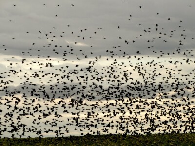 Štete na kukruzu i suncokretu Štete na kukruzu i suncokretu