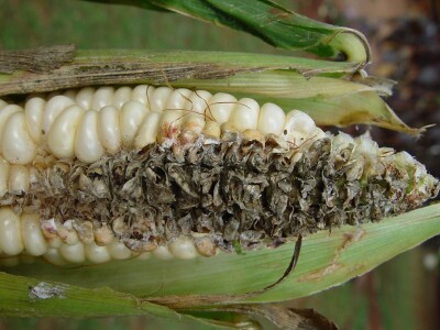 Štete na kukruzu i suncokretu Štete na kukruzu i suncokretu