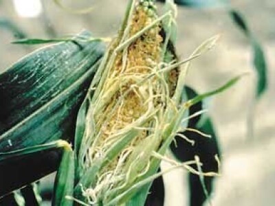 Štete na kukruzu i suncokretu Štete na kukruzu i suncokretu