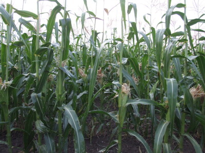 Štete na kukruzu i suncokretu Štete na kukruzu i suncokretu