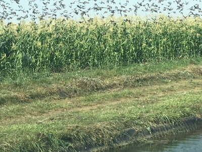 Štete na kukruzu i suncokretu Štete na kukruzu i suncokretu