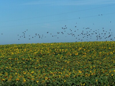 Štete na kukruzu i suncokretu Štete na kukruzu i suncokretu
