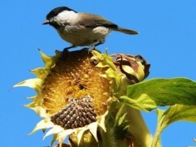 Štete na kukruzu i suncokretu Štete na kukruzu i suncokretu