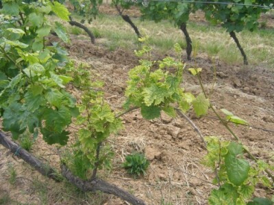 Štete na lozi od herbicida Glifosat