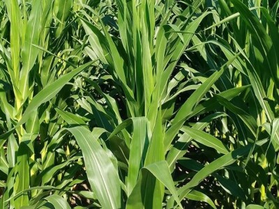 Štete na OPG-u Marijana Krnjića u Nijemcima