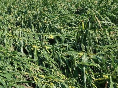 Štete na OPG-u Marijana Krnjića u Nijemcima