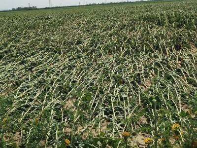 Štete na OPG-u Marijana Krnjića u Nijemcima