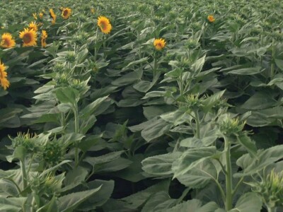 Štete na OPG-u Marijana Krnjića u Nijemcima