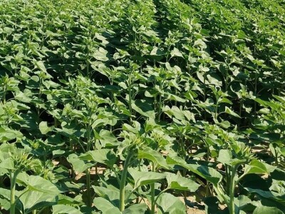 Štete na OPG-u Marijana Krnjića u Nijemcima