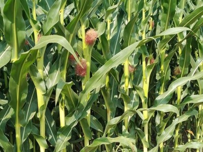 Štete na OPG-u Marijana Krnjića u Nijemcima