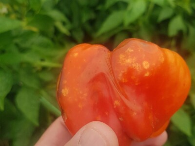 Štete na povrću od zelene stjenice