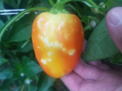 Štete na povrću od zelene stjenice