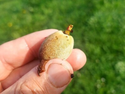 Štete od breskvinog moljca