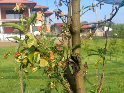 Štete od breskvinog moljca