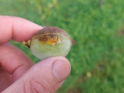 Štete od breskvinog moljca