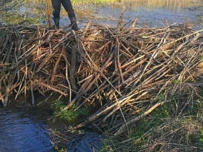 Štete od divljači