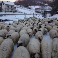 Štete od divljači