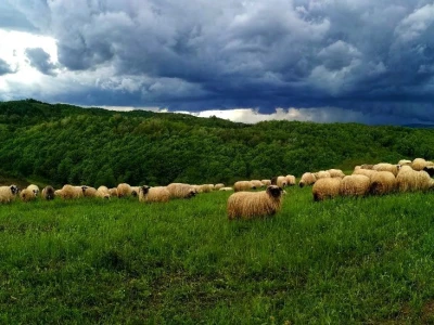 Štete od divljači