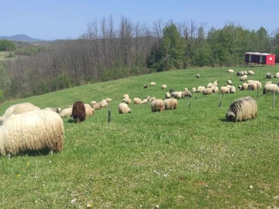 Štete od divljači